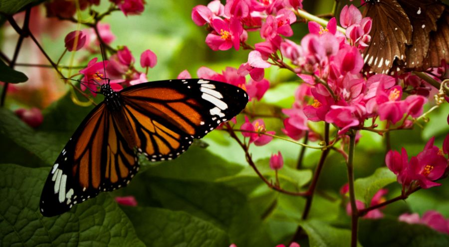 Explora el Jardín Botánico de Bogotá: Naturaleza en Pleno Corazón de la Ciudad