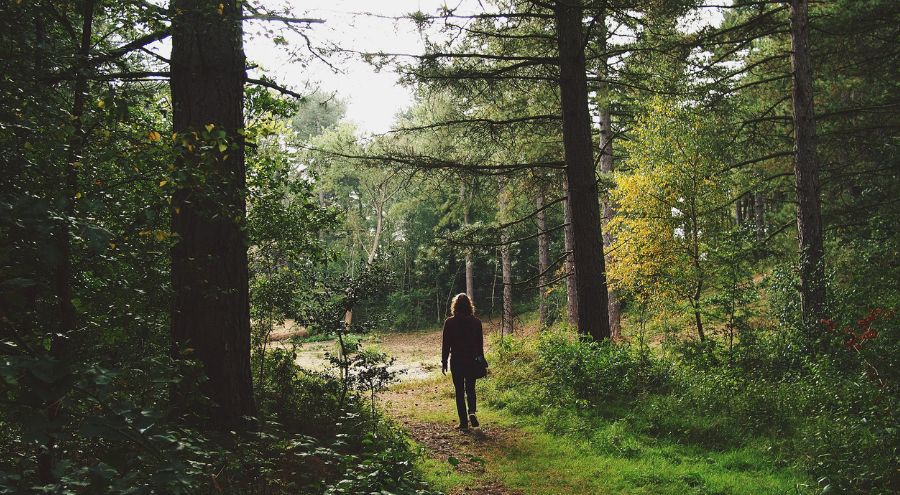 Descubre los bosques de niebla cerca de Bogotá: paisajes mágicos para explorar