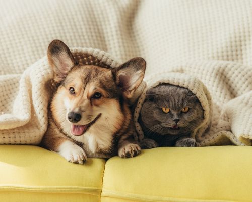 De paseo con tu mascota: lugares pet friendly imperdibles en el norte de Bogotá